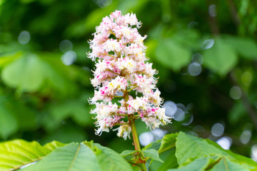 Cluster with white chestnut flowers. White chestnut blossom with tiny tender flowers and green leaves background.