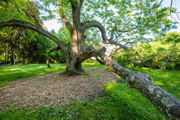 tree trunks in sunny summer forest