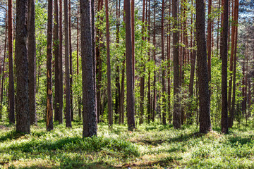 Fototapeta premium tree trunks in sunny summer forest