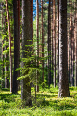 tree trunks in sunny summer forest