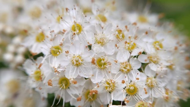 Crataegus monogyna in spring. White inflorescences sway in the wind.