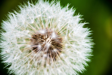random color summer flowers in green meadow under the sun