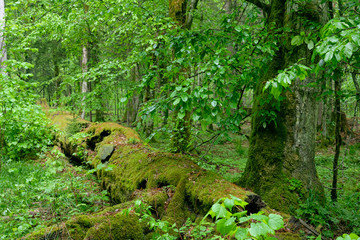 Old natural deciduous stand with old hormbeam tree