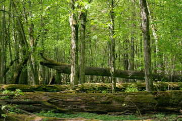 Old natural deciduous stand with oak trees