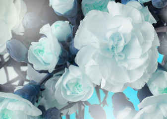 Flower bouquet background. White Carnations.