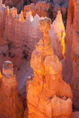 Glowing Hoodoos in Bryce Canyon