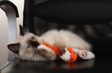 A seal point Birman cat, 4 month old kitten, male.