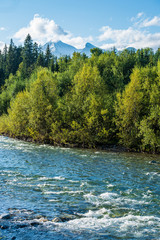 calm forest river hiding behind tree branches