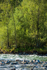 Obraz na płótnie Canvas calm forest river hiding behind tree branches