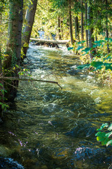 Fototapeta premium calm forest river hiding behind tree branches