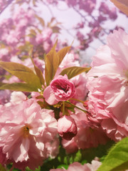 Close up full bloom of sakura Japanese cherry blossom. Wild pink flowering tree buds blooming and green leaves growing. Floral pattern, spring clusters on the branches