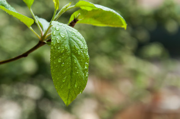 Fototapeta na wymiar Apple tree leaf with water drops