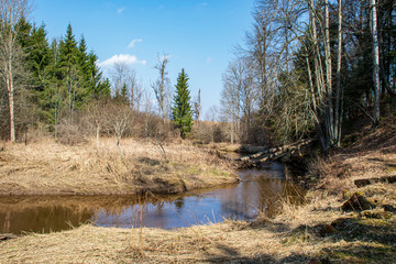 Obraz premium calm forest river hiding behind tree branches