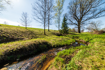 calm forest river hiding behind tree branches