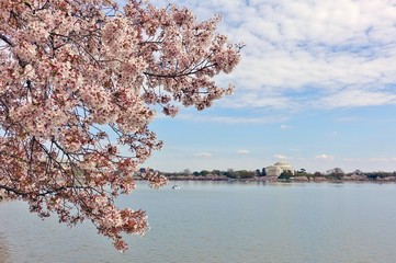 View of the Jefferson Memorial, a landmark monument by the Tidal Basin during the cherry blossom...
