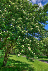 Blooming rowan tree, Sorbus Aucuparia near walkway in spring city park
