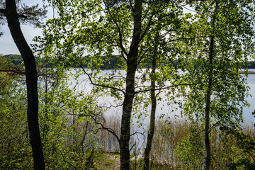 calm forest river hiding behind tree branches