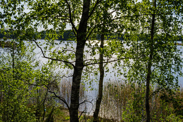 calm forest river hiding behind tree branches