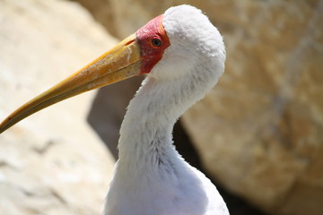 yellow-billed stork (scientific name: Mycteria ibis) also called the wood stork or wood ibis