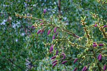 young spruce tree branches with fresh violet cones