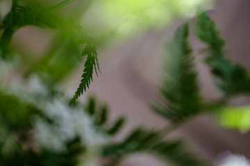 composition of small white flowers and fern leaf on green blur background