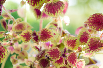 purple cactus flower
