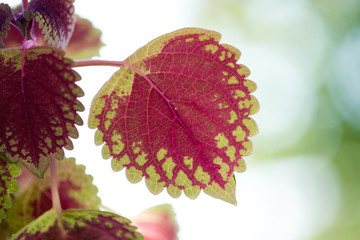 autumn leaves on a green background