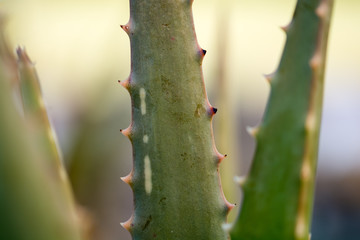 close up of a Aloe vera plant