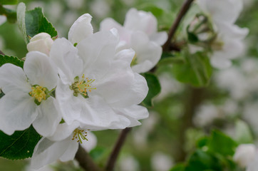 Obraz na płótnie Canvas Apple tree branches covered with white flowers.