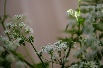composition of small white flowers and fern leaf on green blur background