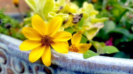 Naklejka na ściany i meble Yellow flower blooming in a plant pot in the garden