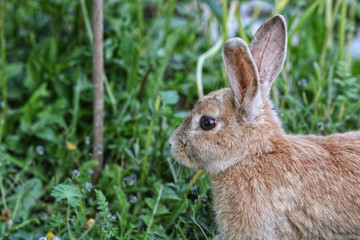 Wild/Feral rabbit portrait among overgrown weeds.