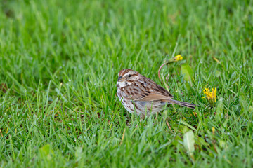 Small song sparrow standing in dewy lawn next to dandelion in the spring, Quebec City, Quebec, Canada
