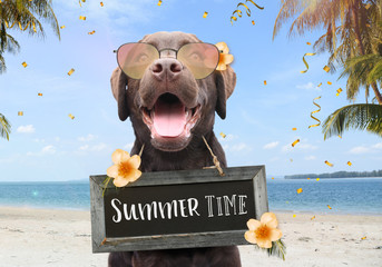 Happy dog on a summer holiday on the beach between palm trees and flowers with text on sign board summer time