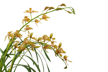 Golden yellow Cymbidium orchid with green leaves, tropical flower plant isolated on white background with clipping path.