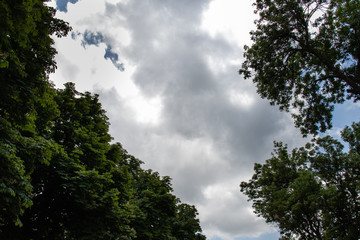 cloudy sky between green treetops