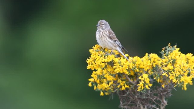 Common linnet, Carduelis cannabina, birds
