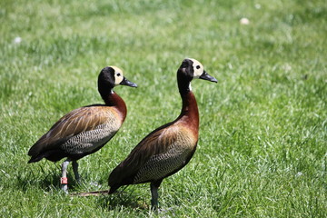 white-faced whistling duck (scientific name: Dendrocygna viduata)