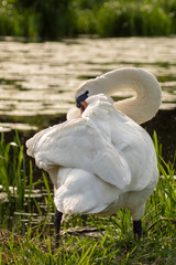 łabędź © Henryk Olszewski