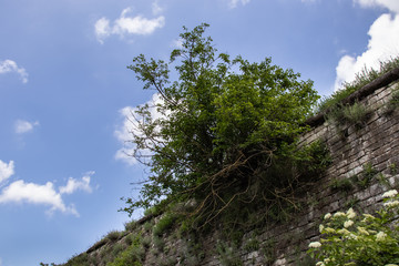 Obraz premium green bush growing on the old stone wall against the sky