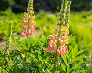 Lupinus, lupin, lupine field with pink purple and blue flowers.