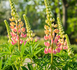 Lupinus, lupin, lupine field with pink purple and blue flowers.