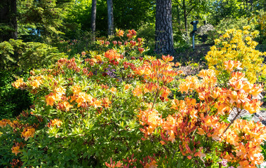 Spring bloom of rhododendron in Sapokka Park. The city of Kotka in Finland.