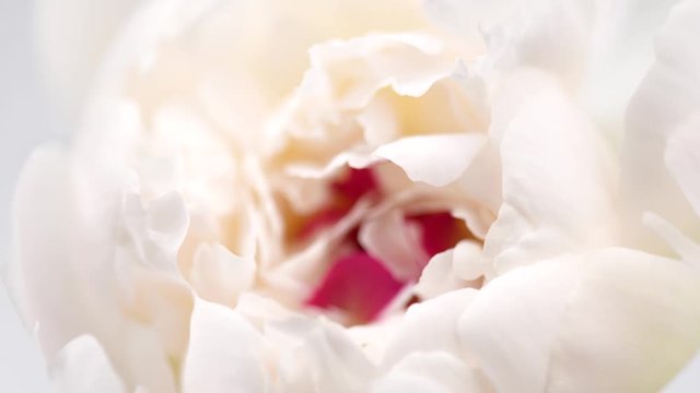 Beautiful white with pink Peony opening background. Blooming peony flower closeup. Timelapse 4K UHD video footage. 3840X2160