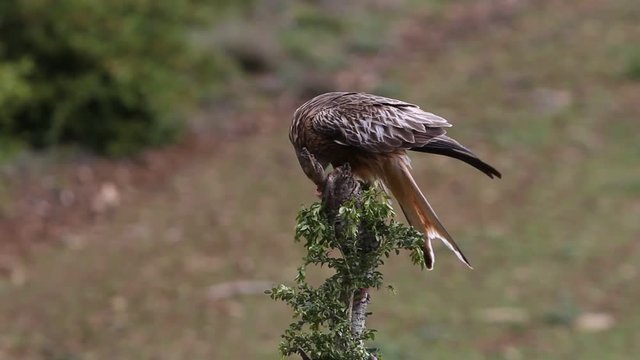 Red Kite, Milvus milvus, raptor, kite