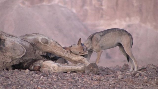 Arabian wolf feeding on camel Carcass Powerful close shot of Arabian wolf feeding on camel Carcass