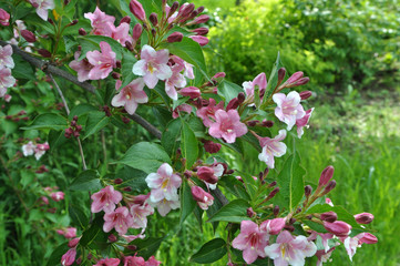 Obraz premium Weigela blooms in the garden