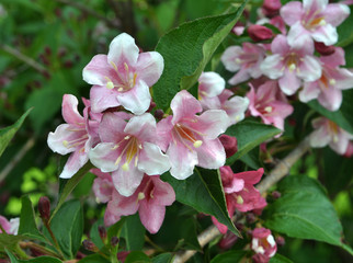 Weigela blooms in the garden