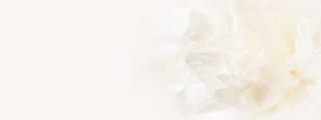 Fototapeta na wymiar Closeup view of white peony flower. Soft pastel wedding background. Banner for website.
