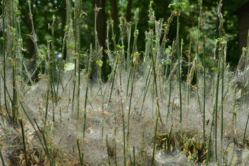 Krzak zniszczony przez szkodnika, pajęczyny i robaki na gałązkach rośliny.